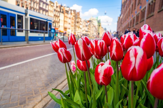 Gratis foto close-up van rode en witte darwin-tulpen aan de kant van de straat bij daglicht