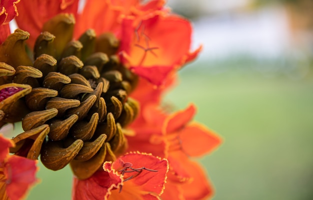 Gratis foto close-up van rode exotische bloemen