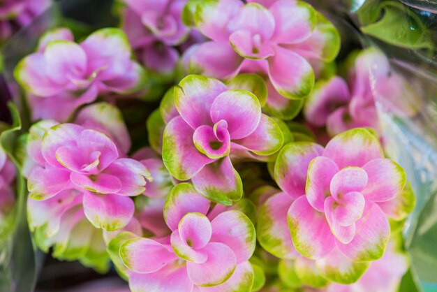 Close-up van roze bloem geweven achtergrond