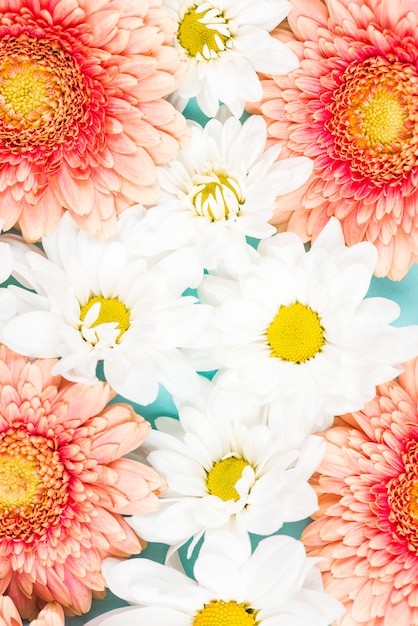 Gratis foto close-up van roze gerbera met witte bloemen