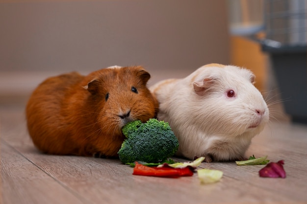 Gratis foto close-up van schattige cavia's die eten