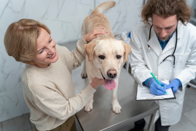 Gratis foto close-up van schattige hond bij de controle van de dierenartskliniek