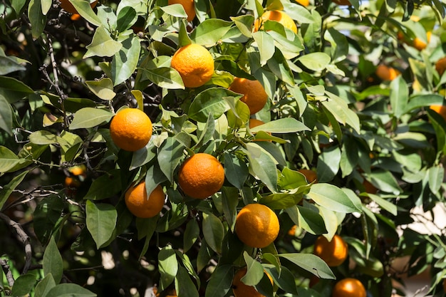Close-up van sinaasappelen op de boom