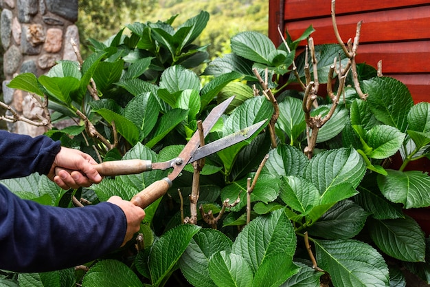 Close-up van snij plant bladeren