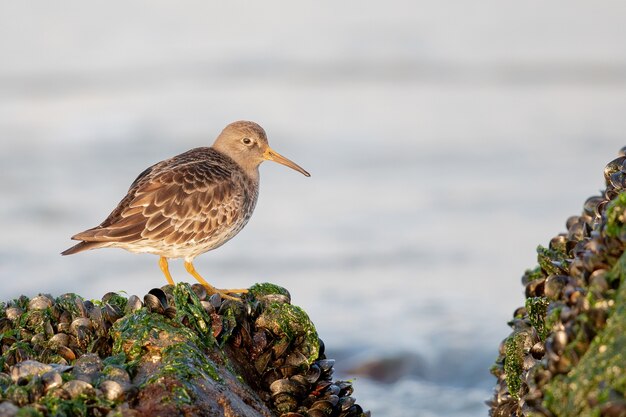 Close-up van stints met rode hals op een rots met schelpen tegen een onscherpe oceaanachtergrond