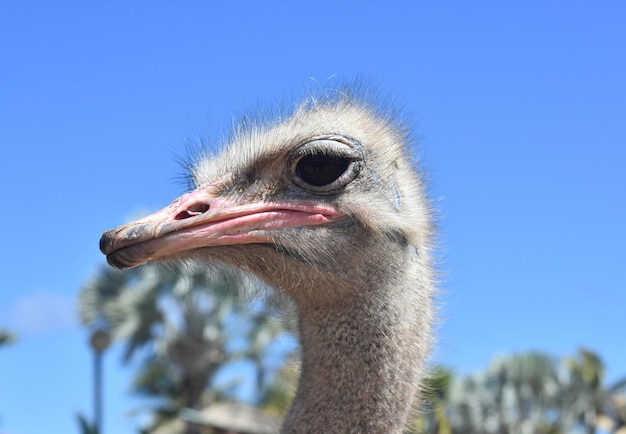 Gratis foto close-up van struisvogel die opzij kijkt