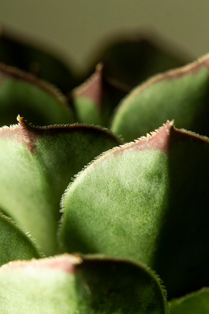 Gratis foto close-up van succulente installatie