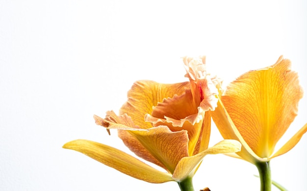 Close-up van Thaise orchidee op een onscherpe achtergrond geïsoleerd