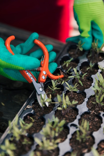 Close-up van tuinman&#39;s hand snoeien de zaailing met schaar in de kist