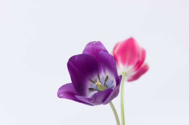 Close-up van twee kleurrijke tulpenbloemen die op witte achtergrond met ruimte voor uw tekst worden geïsoleerd