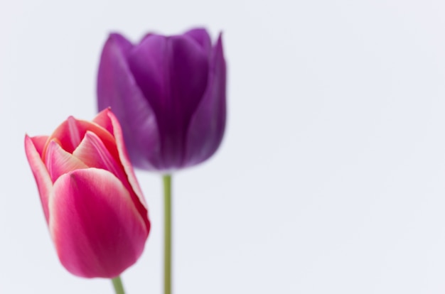 Close-up van twee kleurrijke tulpenbloemen die op witte achtergrond met ruimte voor uw tekst worden geïsoleerd