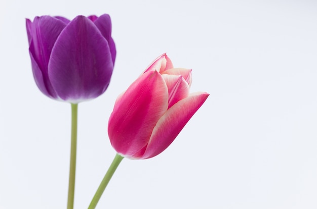 Gratis foto close-up van twee kleurrijke tulpenbloemen die op witte achtergrond met ruimte voor uw tekst worden geïsoleerd