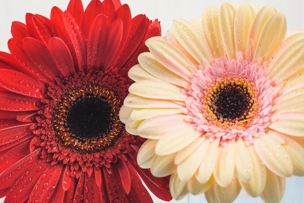 Close-up van twee verschillende bloemen
