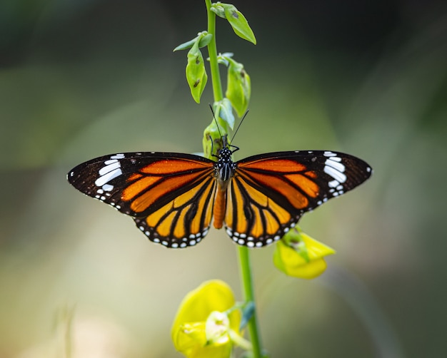 Close-up van veelkleurige vlinder