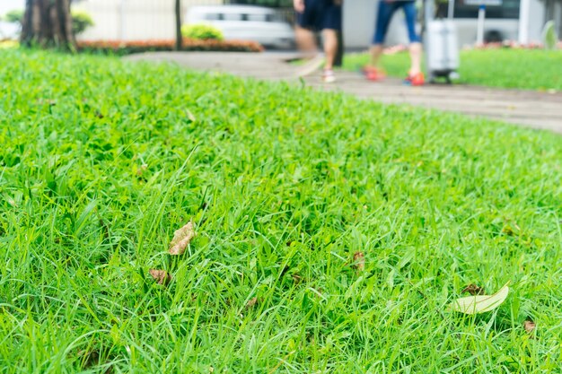 Close-up van vers gras met bladeren