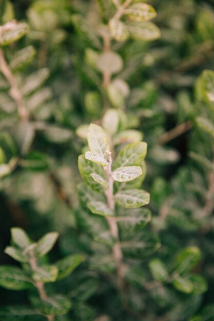 Close-up van verse jonge lente bladeren