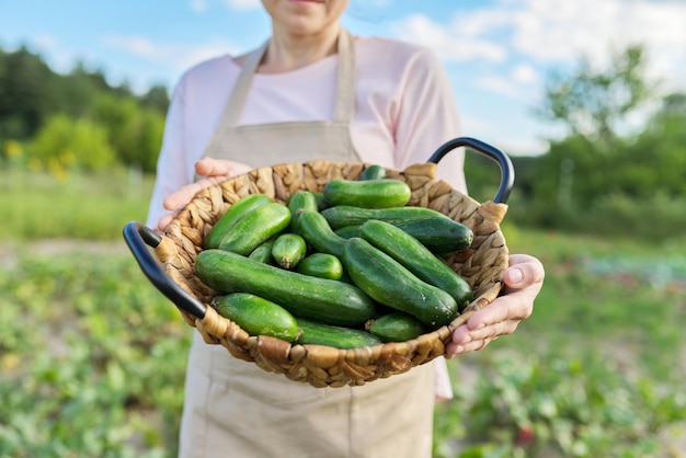 Close-up van verse komkommers in mand in handen van de vrouw. het kweken van gezond biologisch natuurlijk voedsel, kleine landbouwbedrijven, hobby in de achtertuin