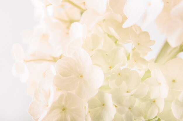 Close-up van verse witte bloemen boeket