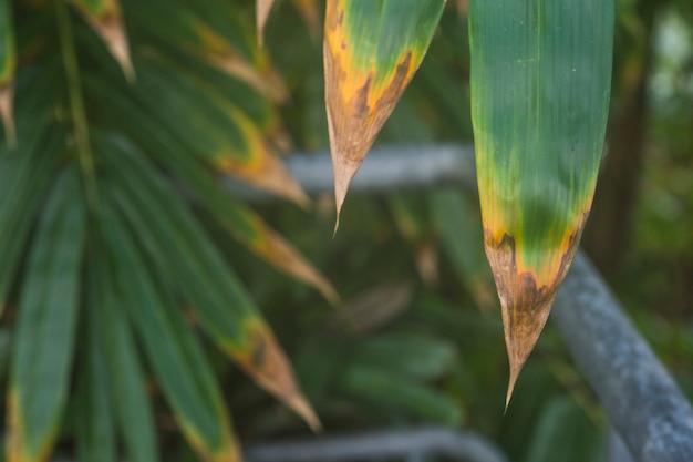 Close-up van verweerde bladeren van plant