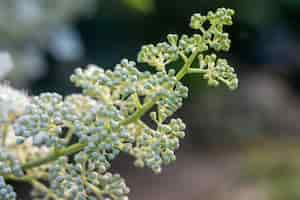 Gratis foto close-up van vlierbessenknoppen in een tuin