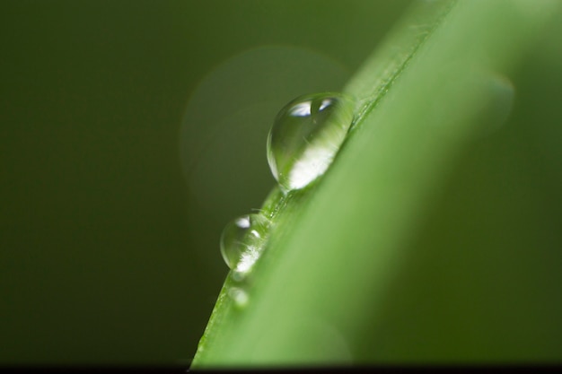 Close-up van water druppels op een blade