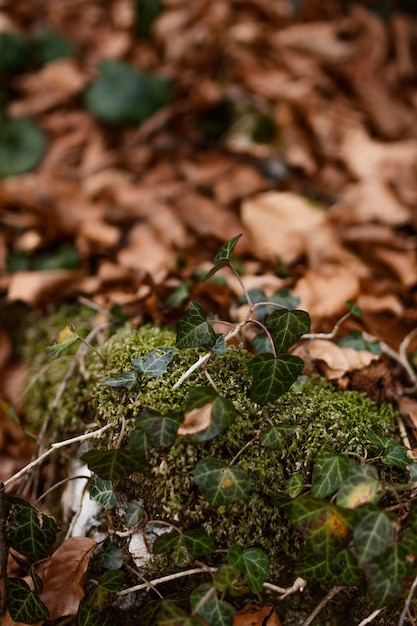 Gratis foto close-up van wilde bosbladeren