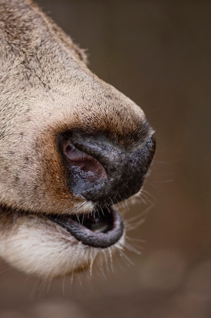 Close-up van wilde herten in het bos