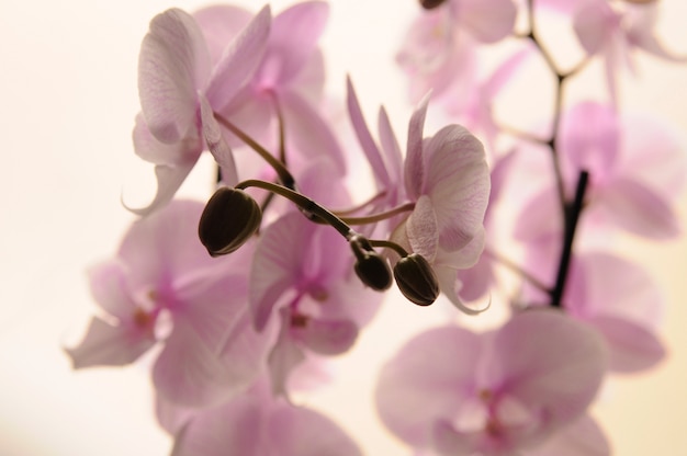 Close-up van witte orchideeën op lichte achtergrond. Phalaenopsis Orchid gestreept geïsoleerd. Roze orchidee in pot op witte achtergrond. Beeld van liefde en schoonheid. Natuurlijke achtergrond en ontwerpelement.