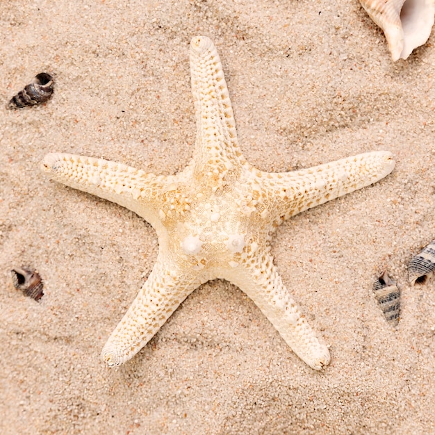 Close-up van zeester op zand