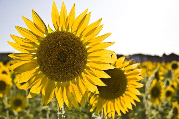 Close-up van zonnebloemen in een veld onder het zonlicht
