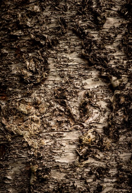 Close-up verticaal schot van een boomtextuur
