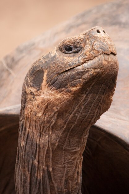 Close-up verticaal shot van een Galapagos-totoise