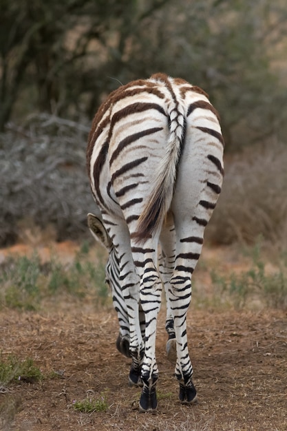 Close-up verticaal shot van een zebra in een veld