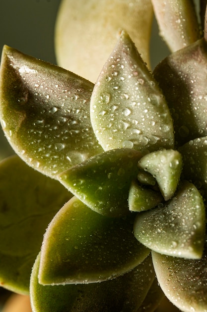 Gratis foto close-up vetplant met waterdruppels