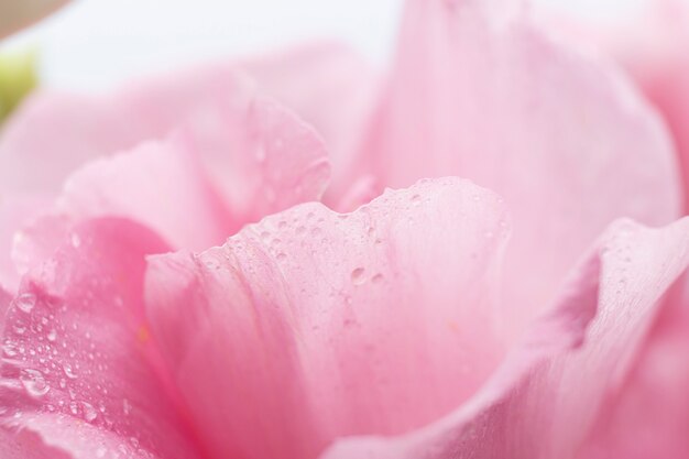 Close-up vooraanzicht van rozen roze bloemblaadjes op zwarte achtergrond