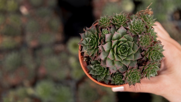 Close-up vrouw met bloempot