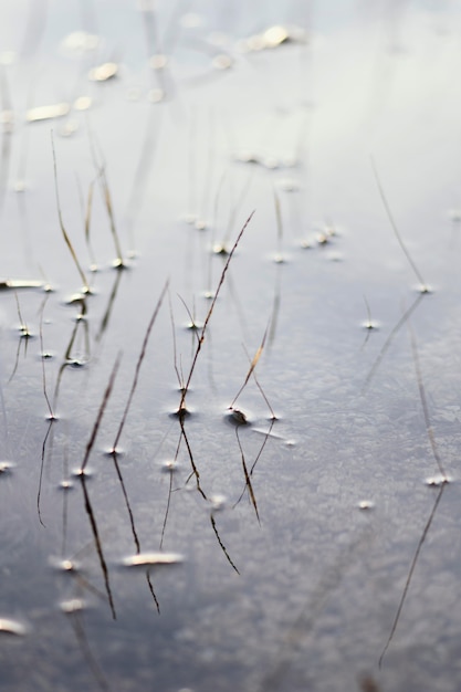 Close-up waterplant bij daglicht