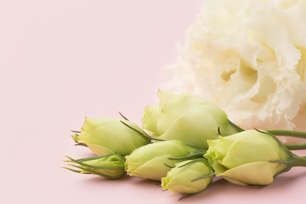 Gratis foto close-up witte bloemen