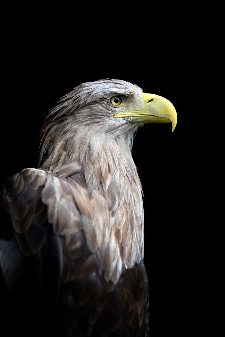 Gratis Foto close-up zeearend
