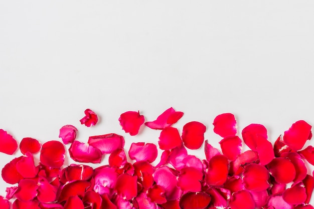 Close-upbloemblaadjes van rozen met exemplaarruimte
