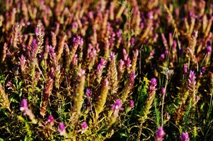 Gratis foto close-upfoto van een bloeiend veld met heide