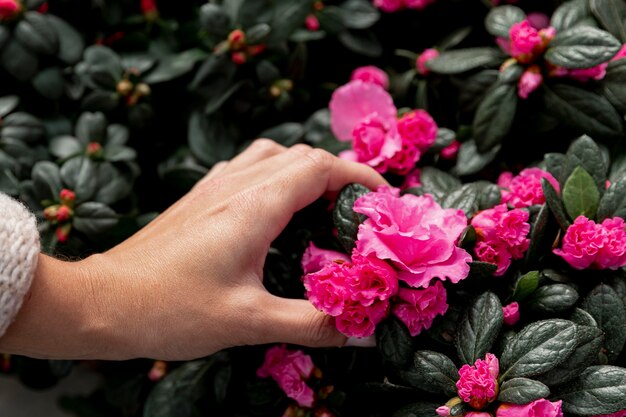 Close-uphand wat betreft roze bloemen