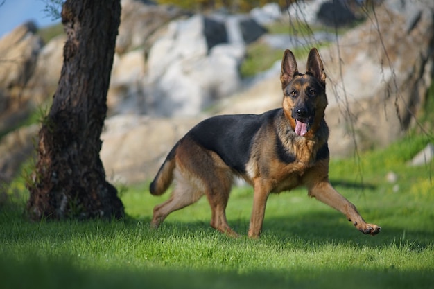 Close-upportret van een leuke Duitse herdershond die op het gras loopt