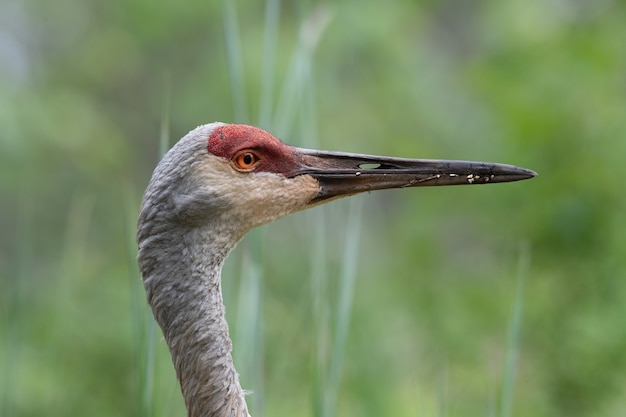 Close-upprofiel van een sand hill crane op zoek naar voedsel