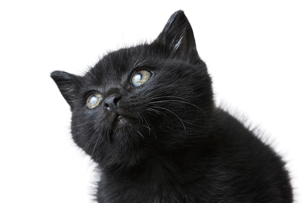 Close-upschot van een leuk zwart katje dat op een wit wordt geïsoleerd