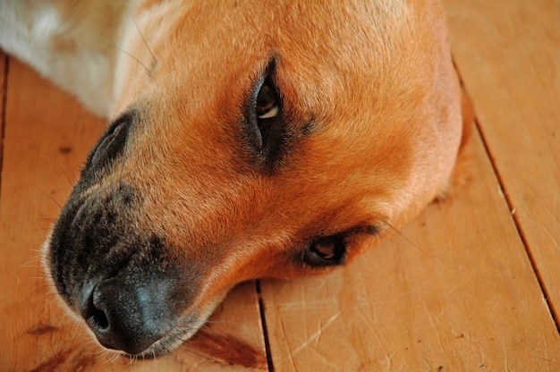 Close-upschot van een vermoeide leuke bruine binnenlandse hond die op de houten vloer legt