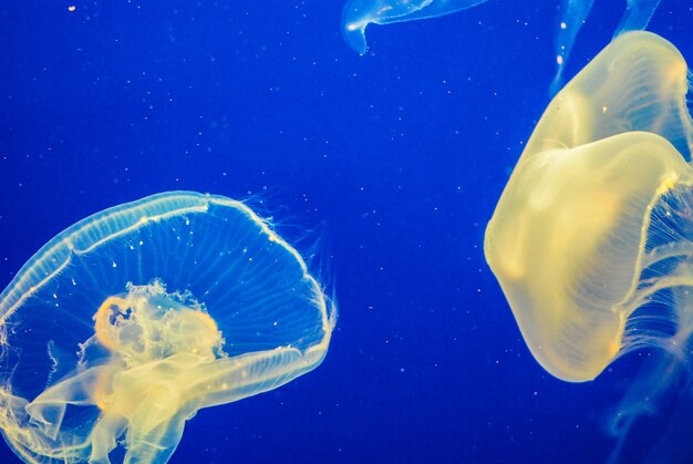 Close-upschot van twee witte medusa's die in water dicht bij elkaar drijven