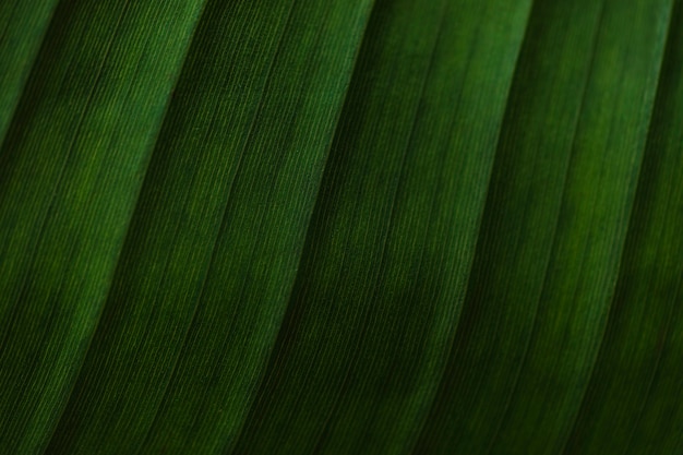 Close-upstrepen op palmblad
