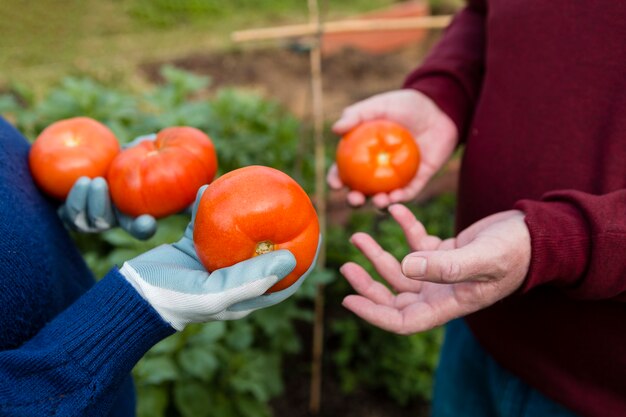 Close-uptuinders die organische tomaten houden