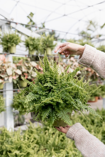 Close-upvrouw die groene installatie houden